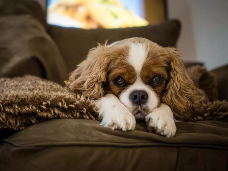 Cute cavalier king charles spaniel rescue dog