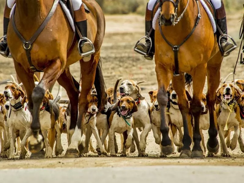 American foxhound