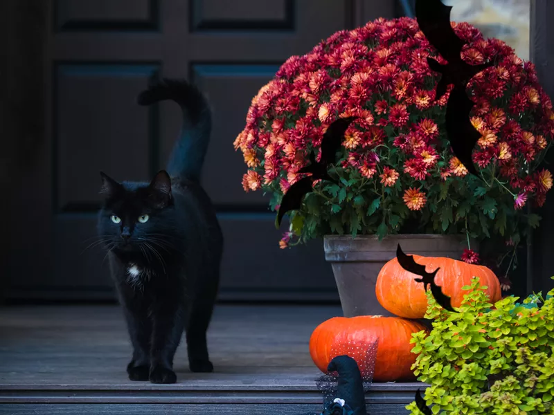 Black cat on porch