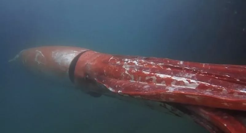 Giant Squid