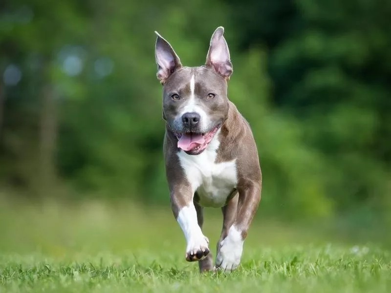 American Staffordshire Terrier