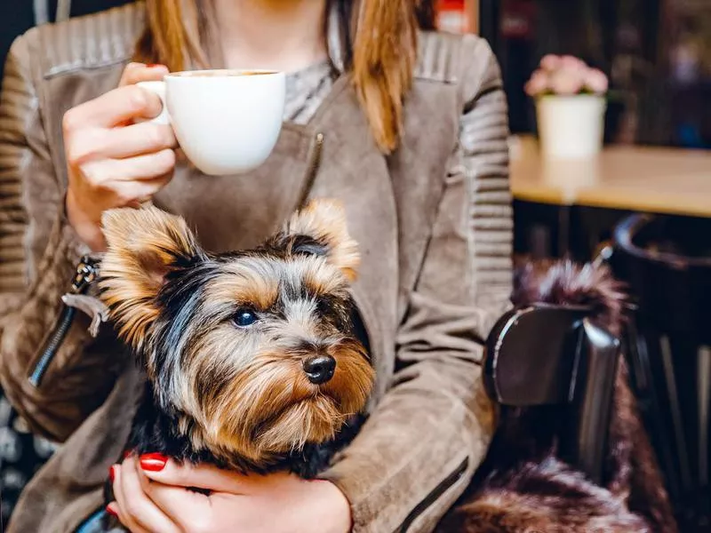 Dog sitting in woman's lap at coffee shop