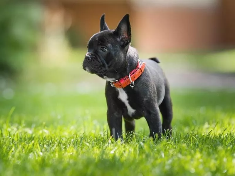 French bulldog