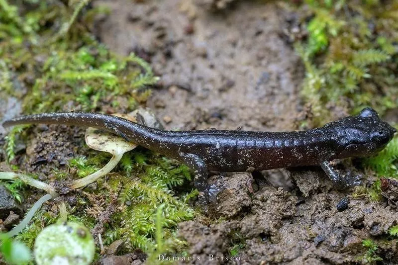 Arboreal Salamander