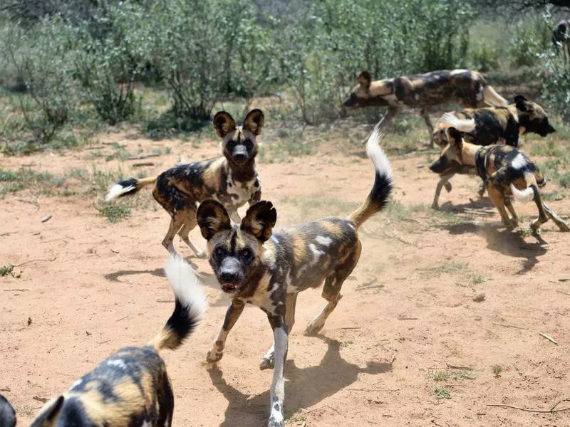 African Wild Dogs