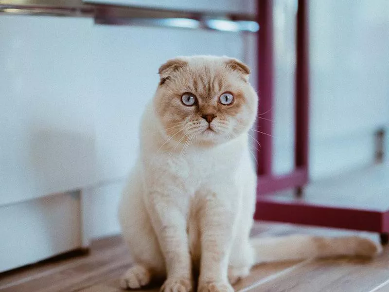 Scottish Fold