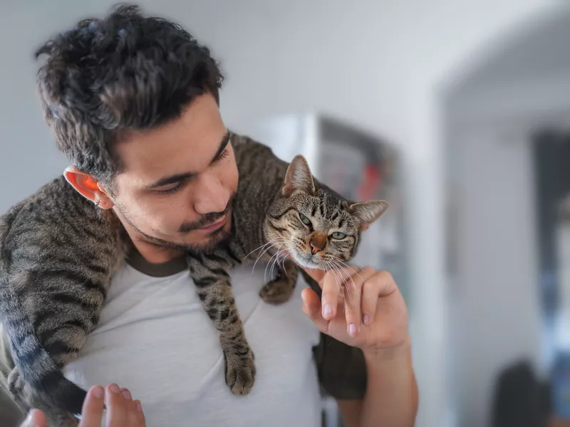 gray tabby cat lays on the neck of a young man