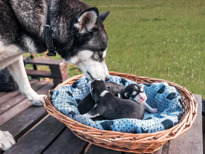 A Female Dog Feels ‘Empty’ If She Doesn’t Have a Litter