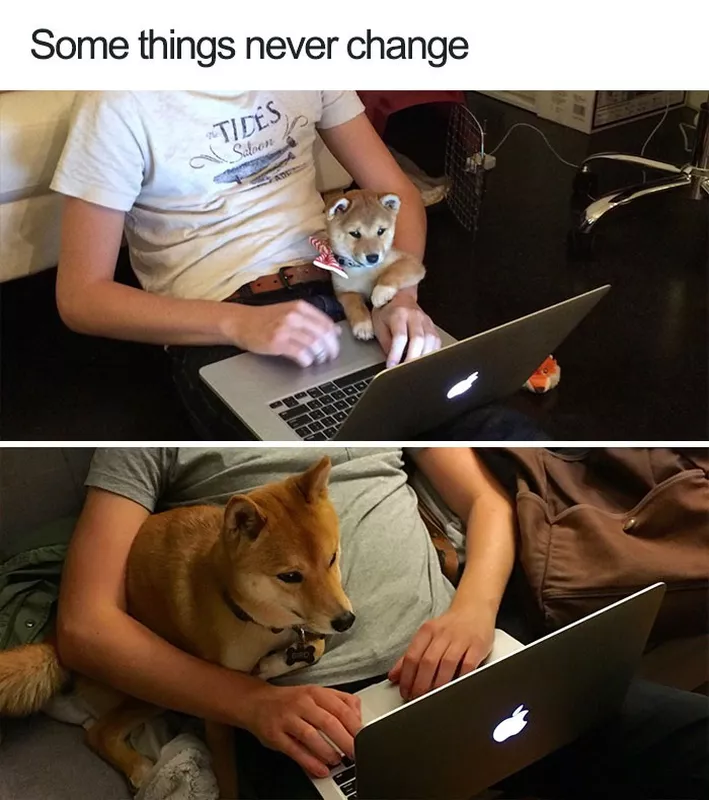 Dog on laptop