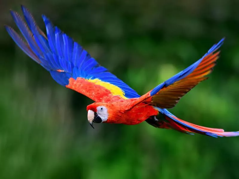 Scarlet Macaw