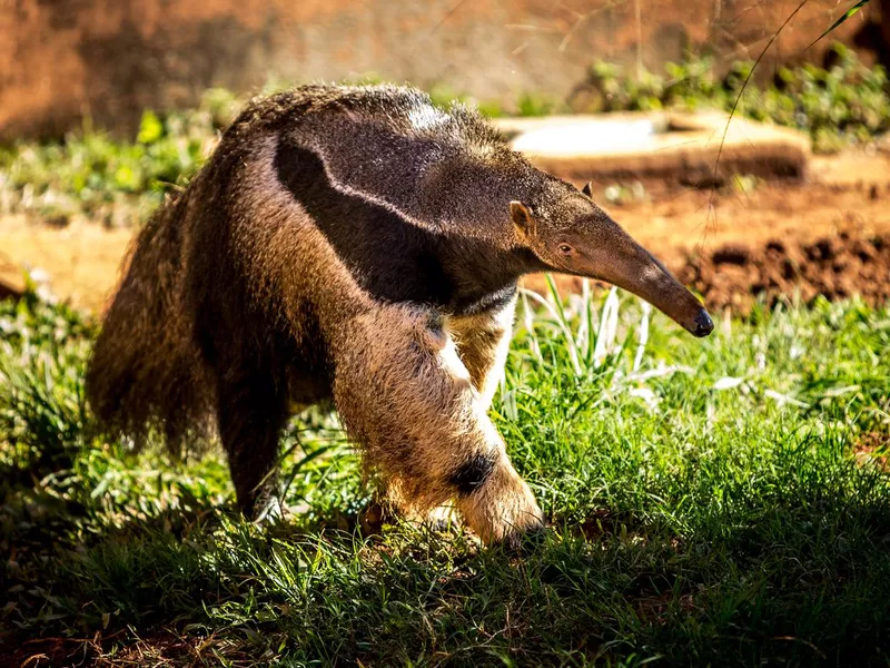 Giant anteater