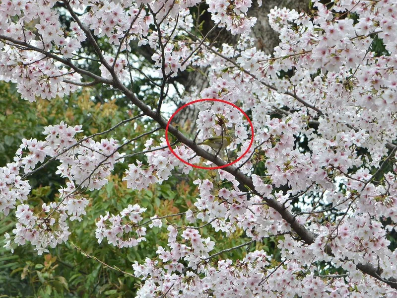 Meijiro (Japanese white eye bird)