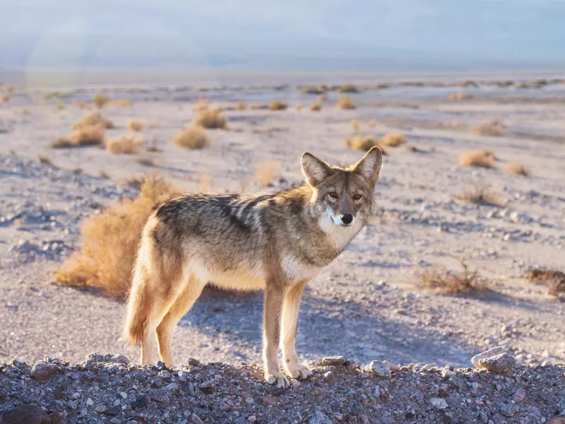 Coyote in Death Valley