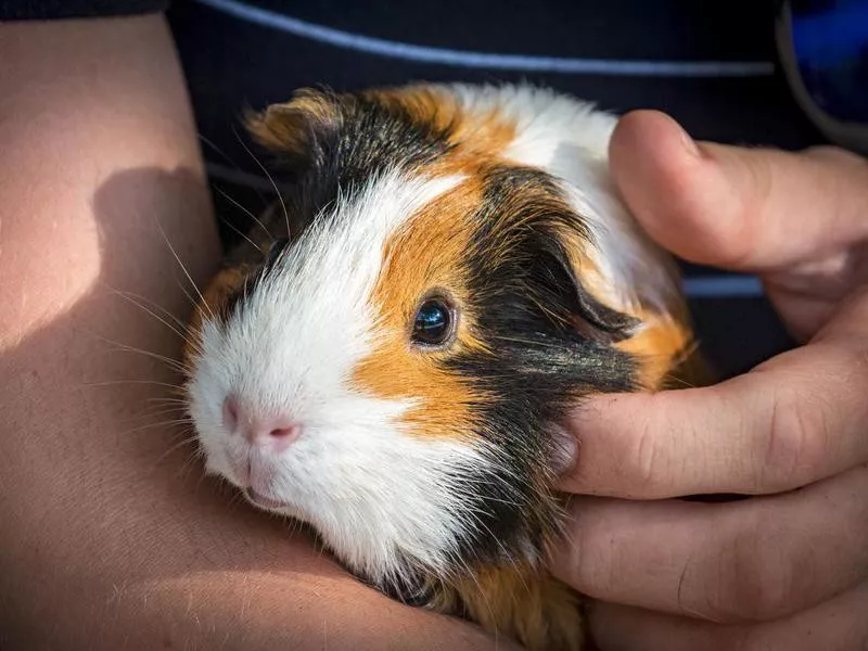 Guinea pig pet in girl's hands