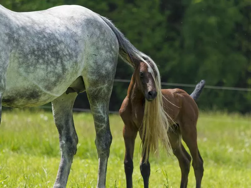 Funny horse foal playing on pasture with mother mare