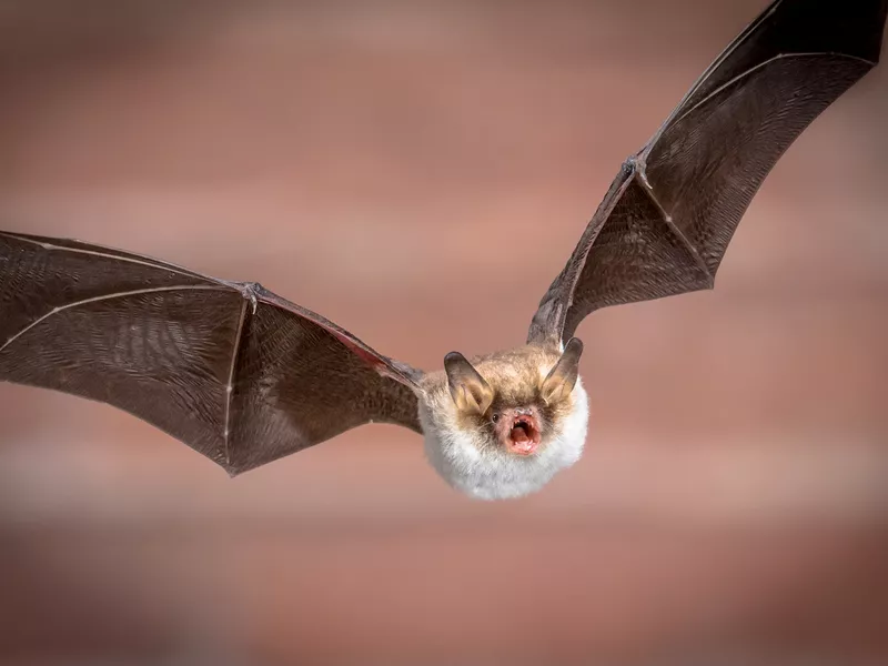 Flying Natterers bat