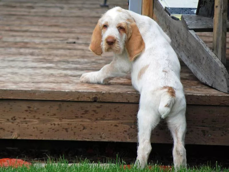 italian spinone