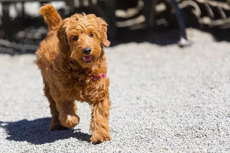 Goldendoodle