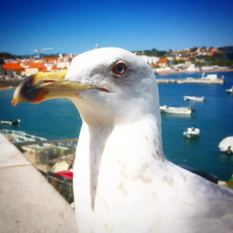 Seagull photobomb