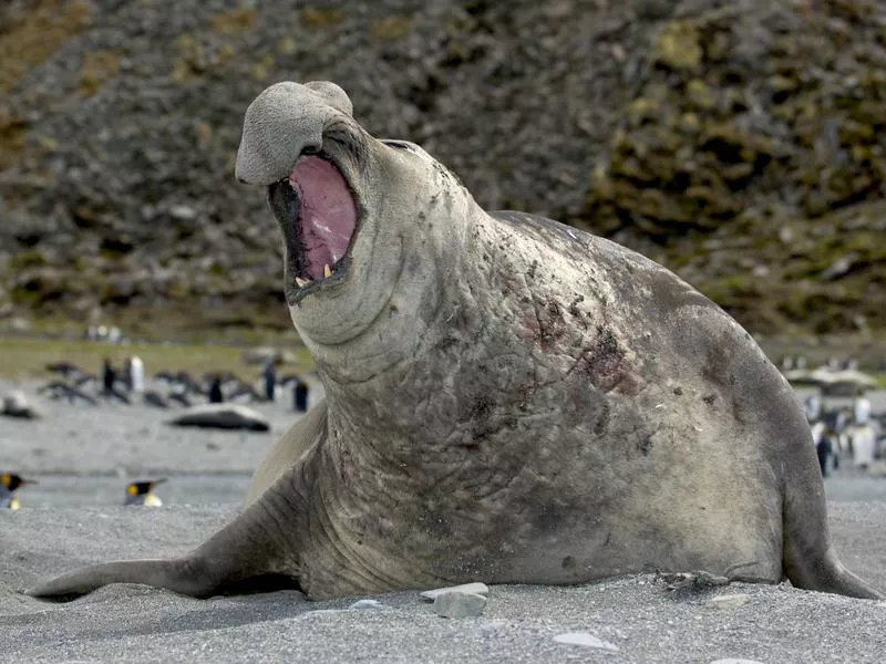 Southern Elephant Seal