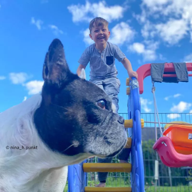 Pug photobombing kids in a playground