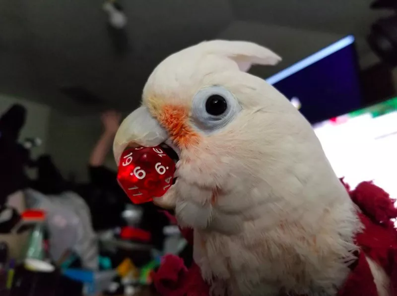 Goffin’s Cockatoo