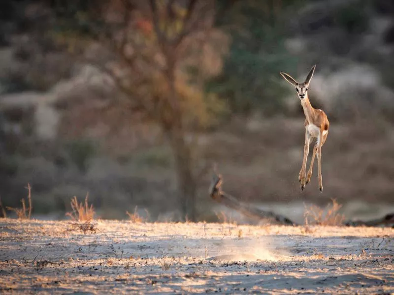 Springbok