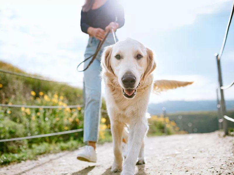 Dog on walk