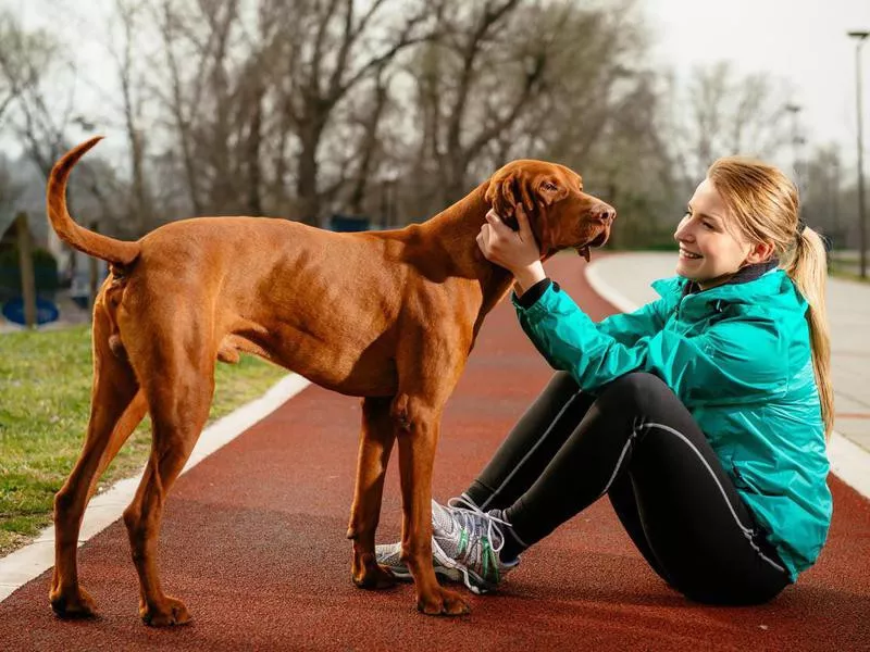 vizsla