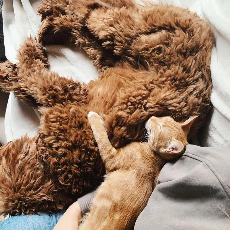 Napping dog and kitten