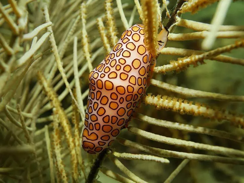 Flamingo Tongue Snail