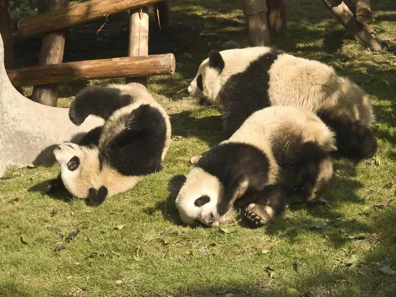 Pandas playing