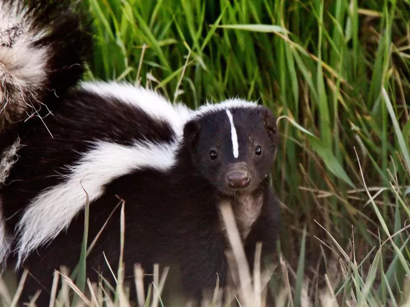 Skunk in grass