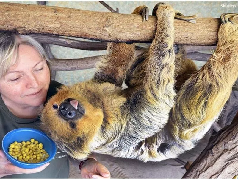 The Oldest-Living, Two-Toed Sloth