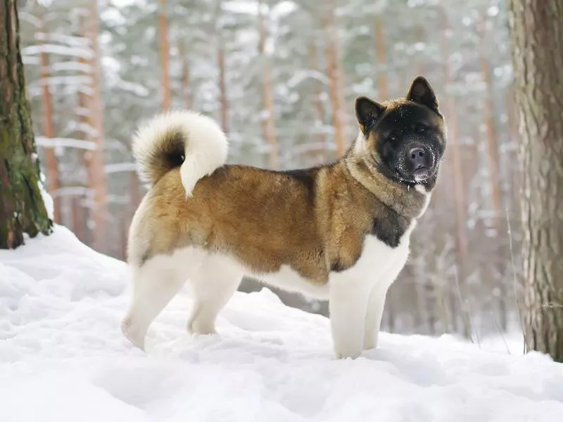 Akita