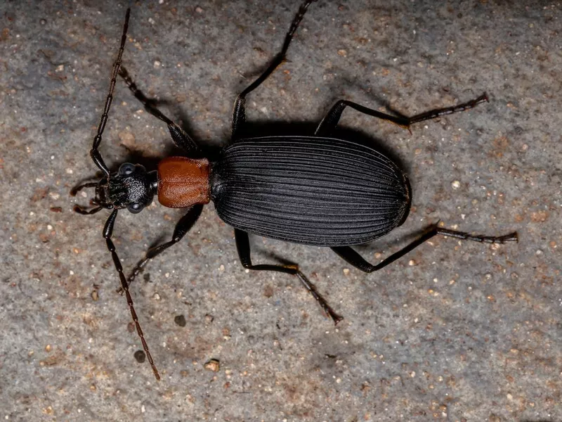 Adult False Bombardier Beetle