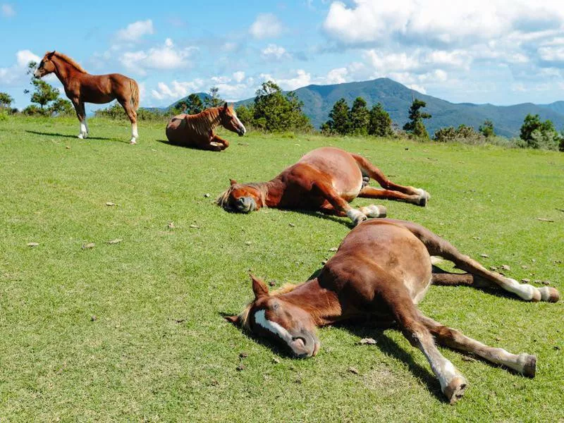 Happy horse family