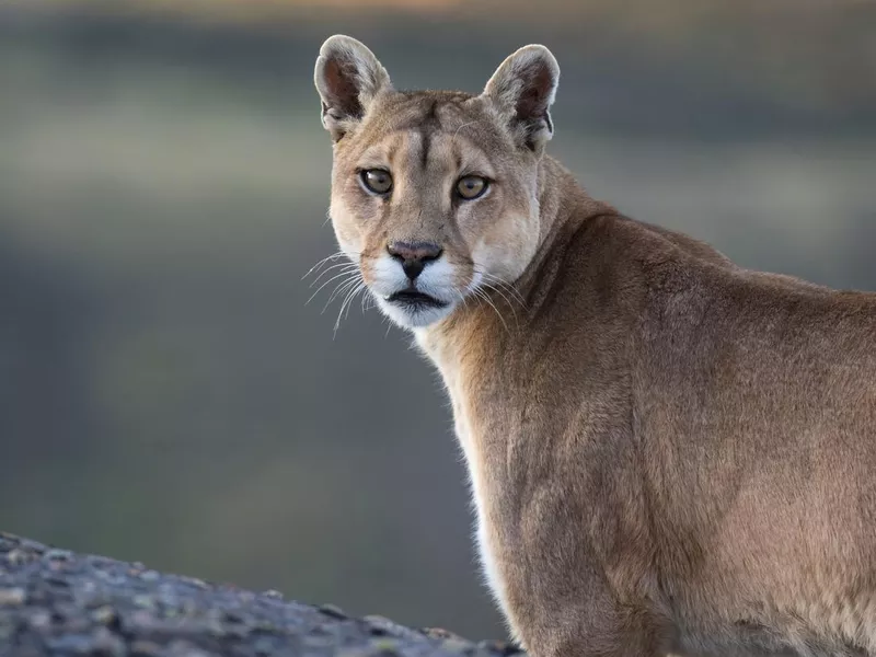 Cougar