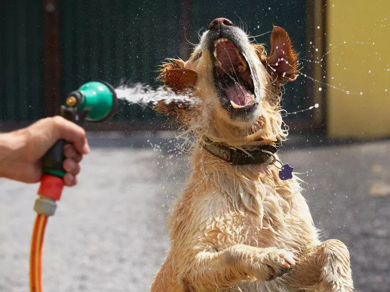 Dog playing in water