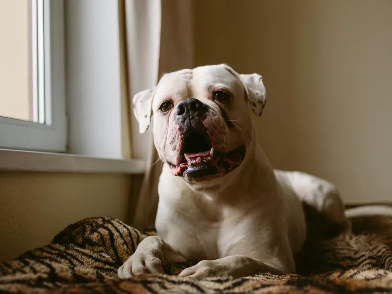 Big dog at window