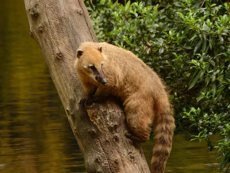 South American Coati