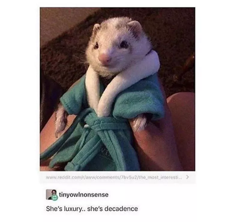 Ferret in a robe