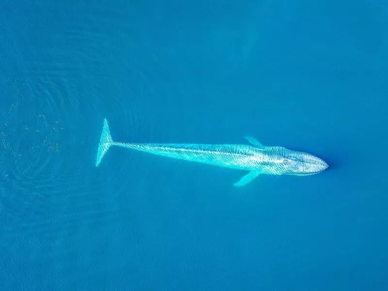 Blue Whale