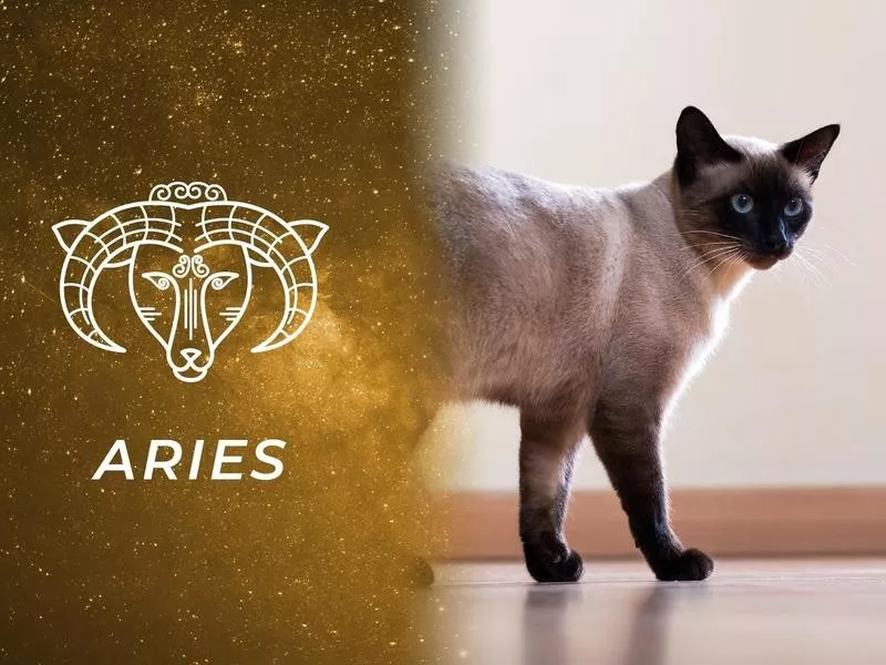 Aries: Siamese