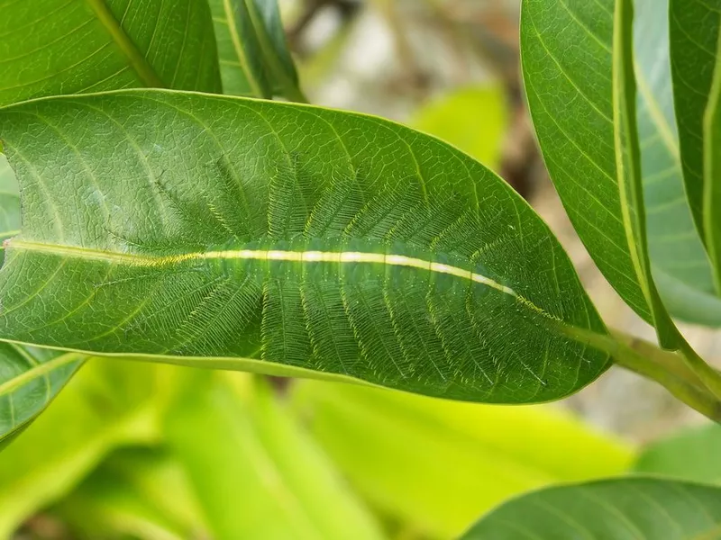 Caterpillar on leaf