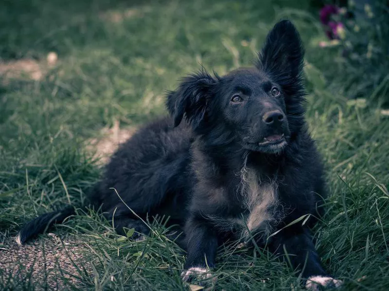 Croatian Sheepdog