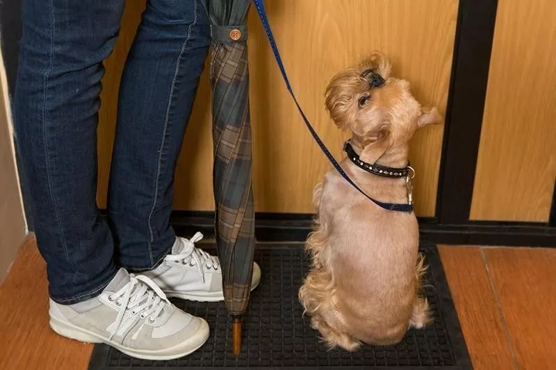 Brussels Griffon