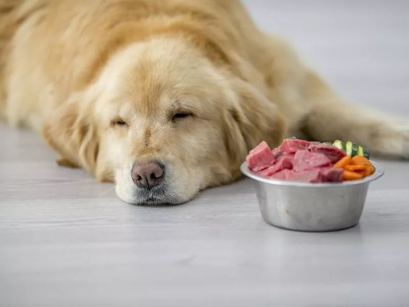 Dog with a bowl of raw meat