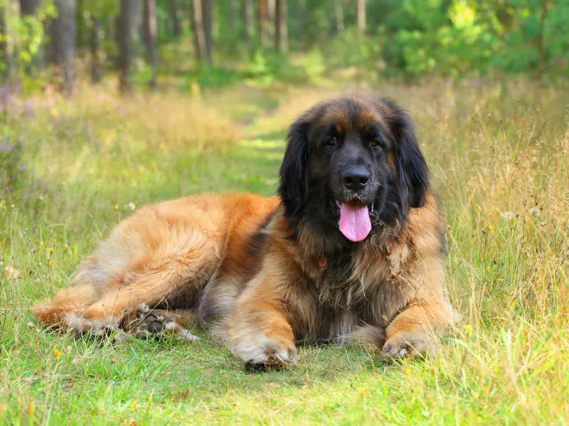 Leonberger dog, outdoor portrait