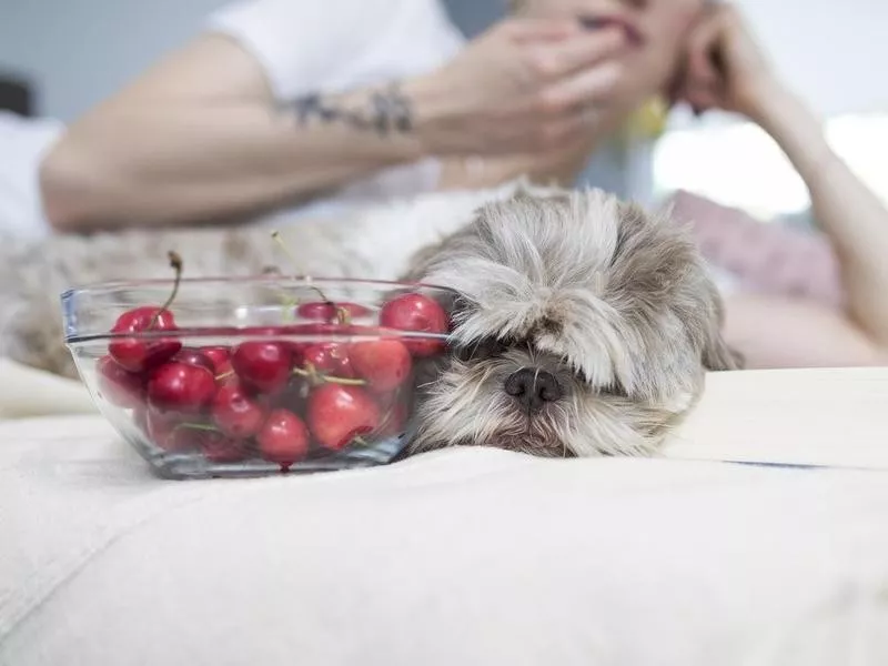 Dog laying next to a bowl of cherries